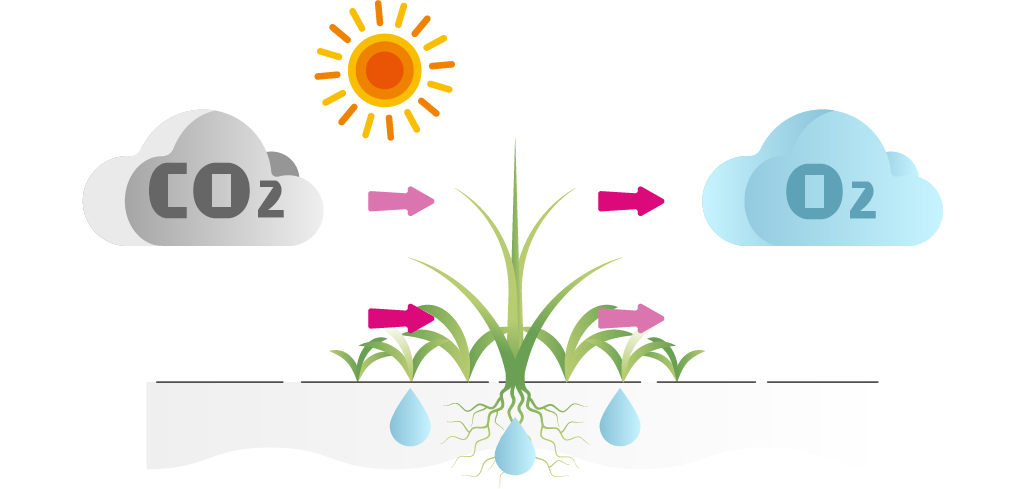 光合成を繰り返す植物