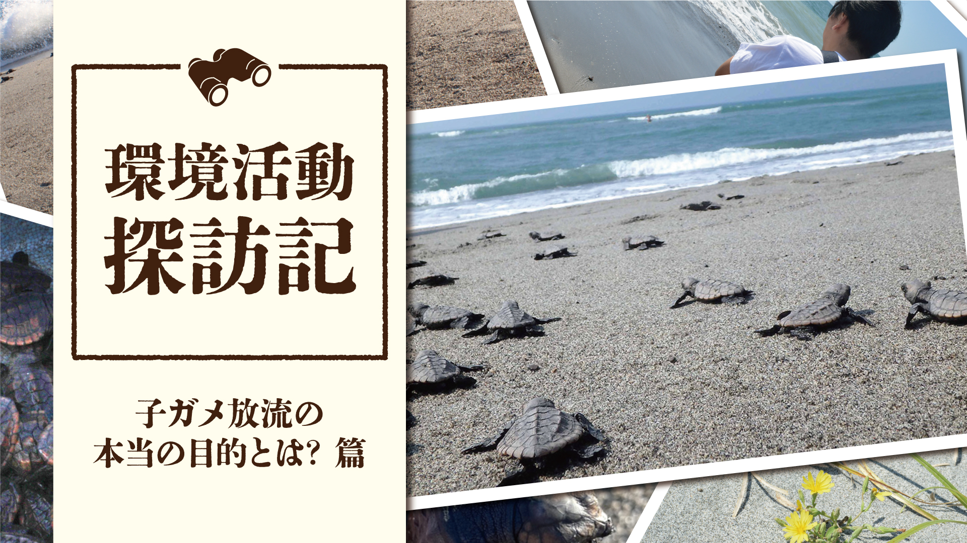 子ガメ放流