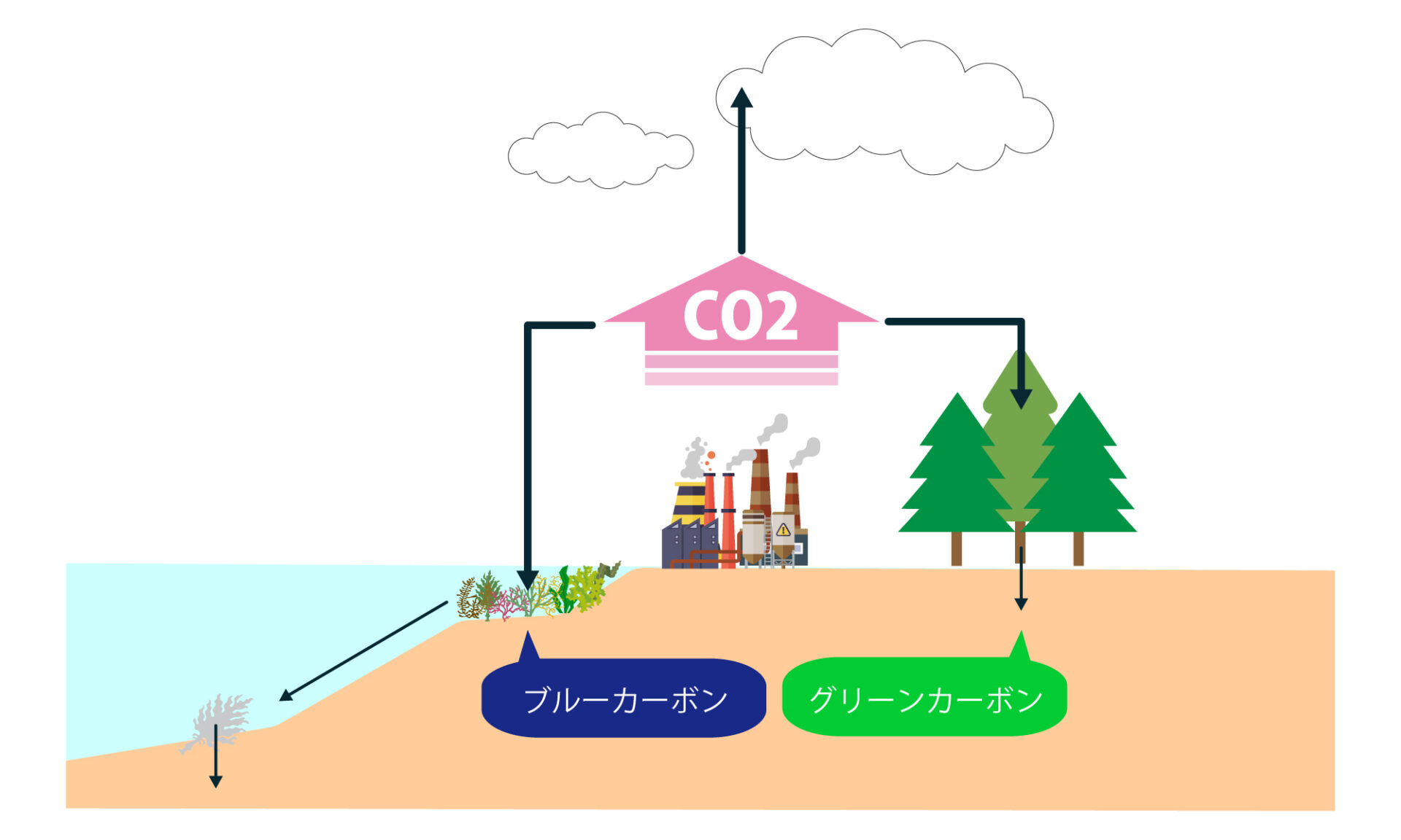 グリーンカーボンとブルーカーボン