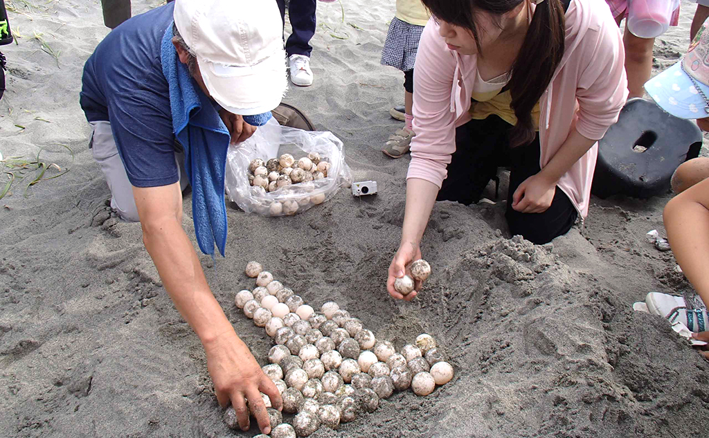 【2022年分終了】親ガメ産卵調査参加チケット｜カメ頼みチャームのお土産付き｜送料無料