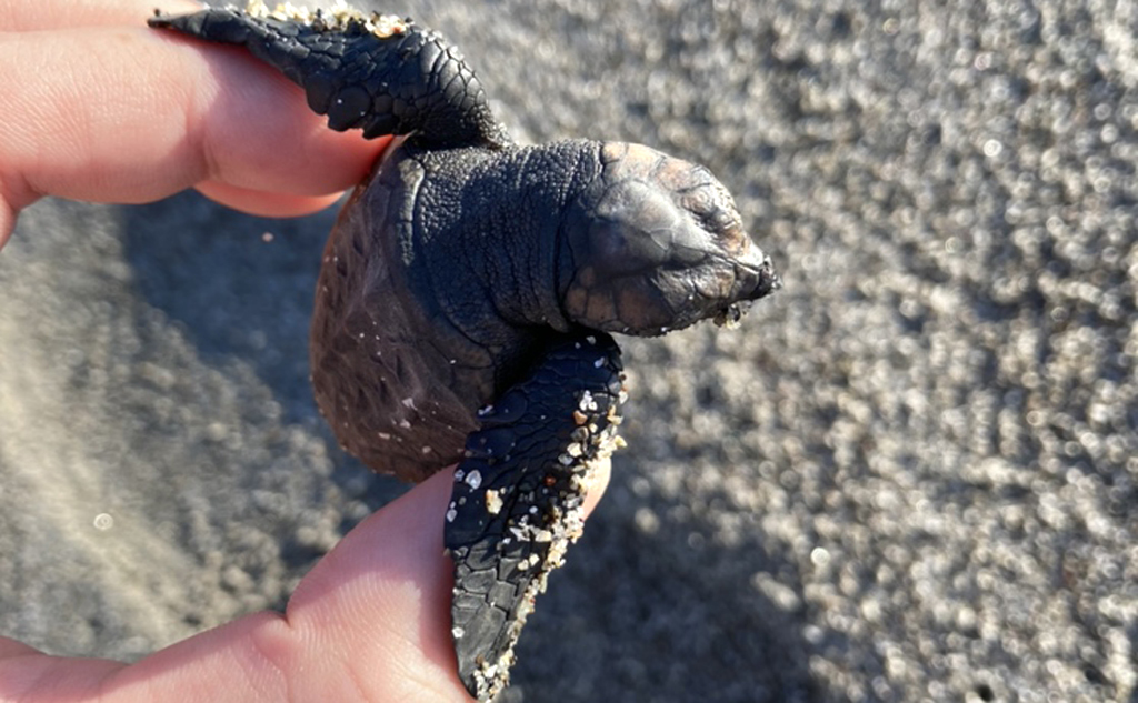 カメ頼みチャーム｜自分の殻を破れる!?"神頼み"ならぬ"カメ頼み"