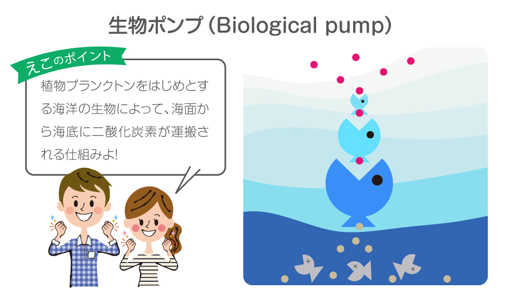 生物ポンプの仕組み