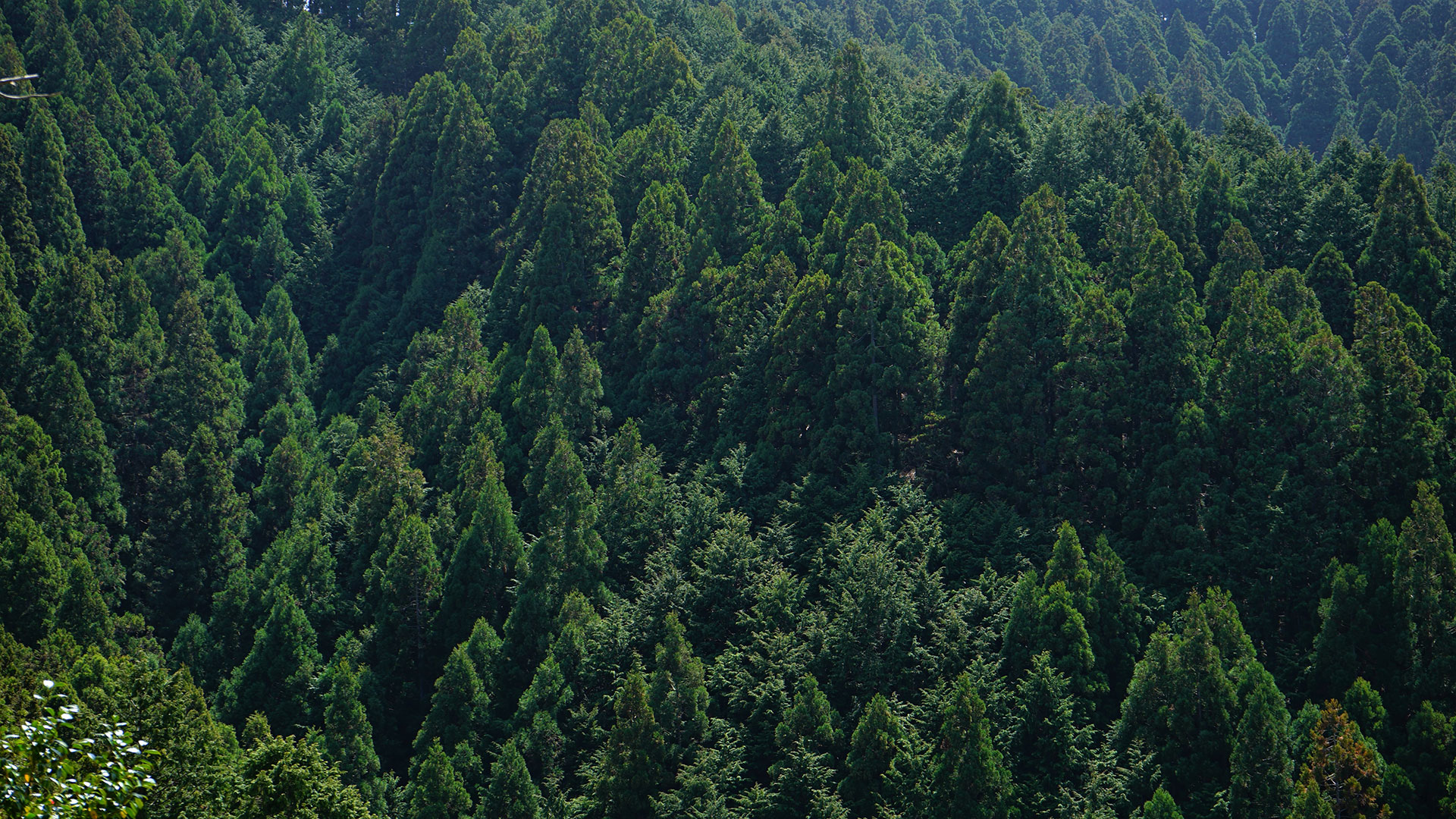 日本の森林資源