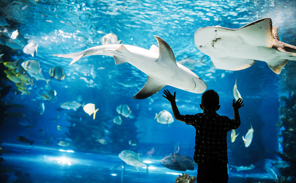 さかなのおにいさん かわちゃん［水族館の水槽の前でさかなを鑑賞する子ども］