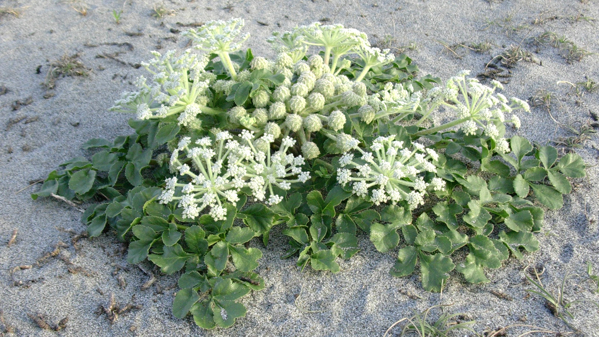 海浜植物 ハマボウフ