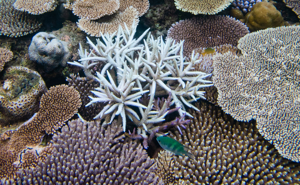 サンゴ白化
