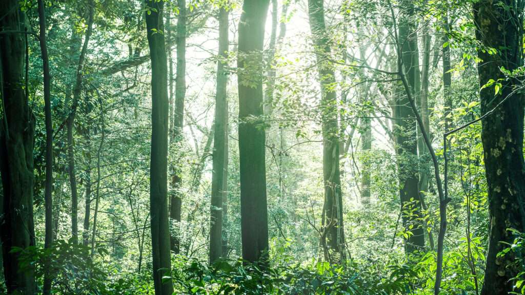 持続可能な紙の利用と森林保全の関係は？森林環境問題のためにできること