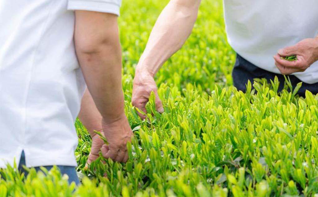 環境問題解決カンパニーを探せ！_Blue Farm篇_ChaaS4