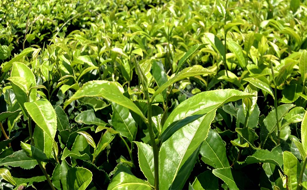 環境問題解決カンパニーを探せ！_Blue Farm篇_お茶と環境問題2