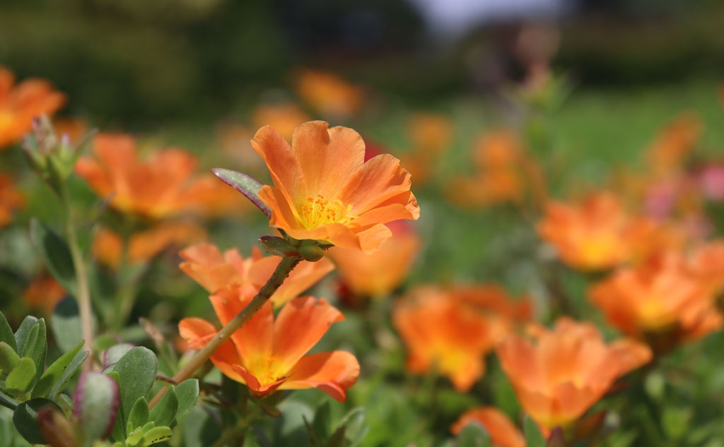 花