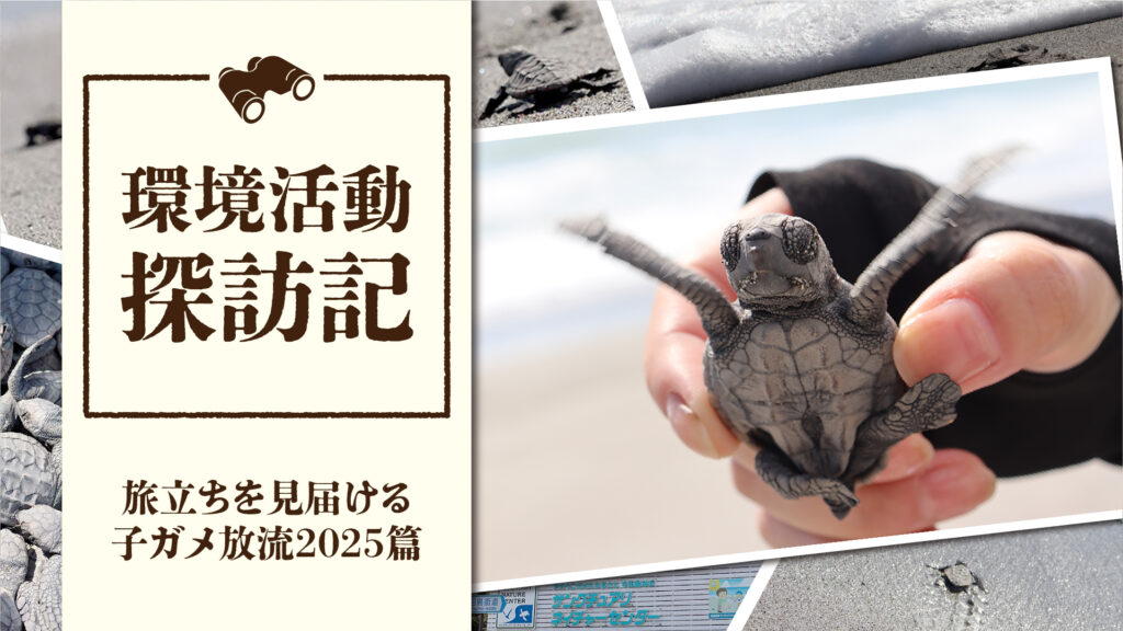 ウミガメの旅立ちを見届ける！子ガメ放流2025 | 環境活動探訪記