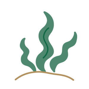 藻場｜エコ調査隊