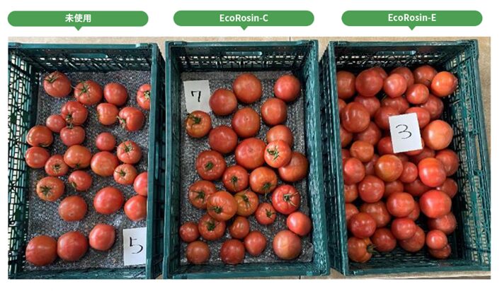 ▲EcoRosin(R)の効果例（EcoRosin(R)×トマト、2025年12月11日収穫時の収穫量比較）
