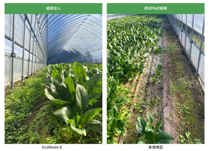 ▲EcoRosin(R)の効果例（EcoRosin(R)×ホウレンソウ）