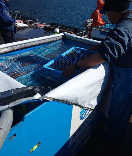 養殖場での積み込み作業（詳細）