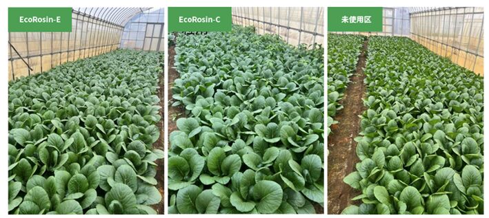 EcoRosin(R)の効果例（EcoRosin(R)×コマツナ）