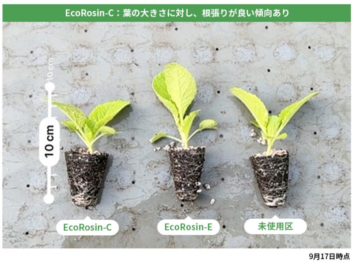 猛暑でも安定収量の確保。農業経営を劇的に変える松やに由来「EcoRosin(R)」の実証試験結果を公開。化学農業からの脱却を図る