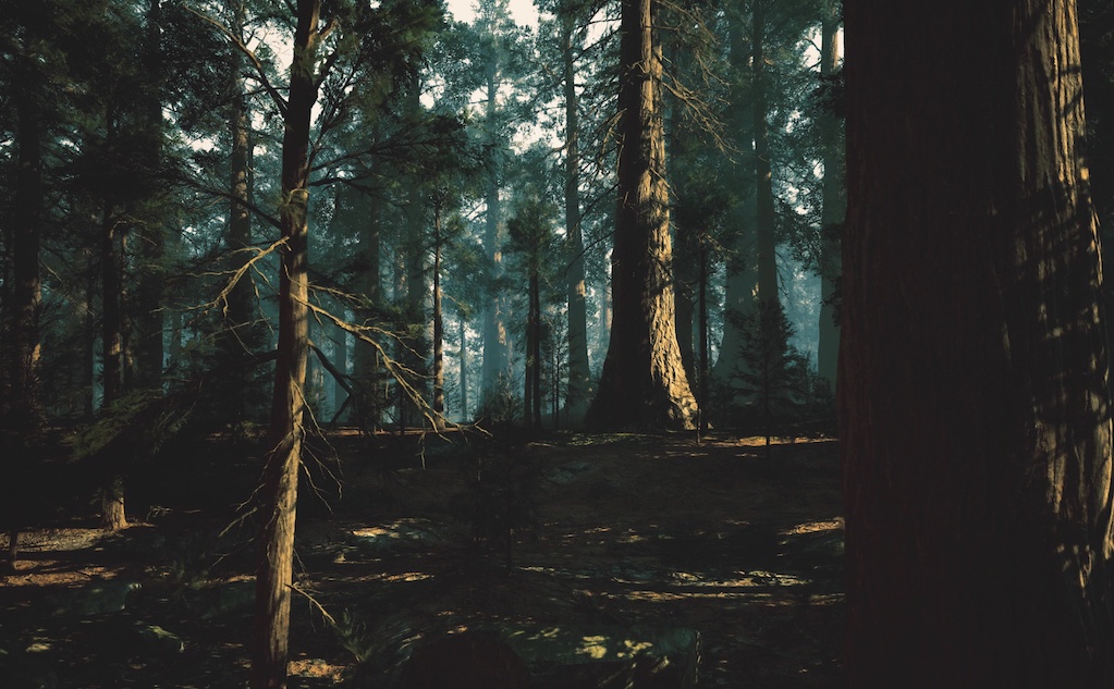 天然林のメリット・デメリット