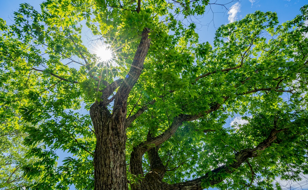 人工林で地球温暖化の対策