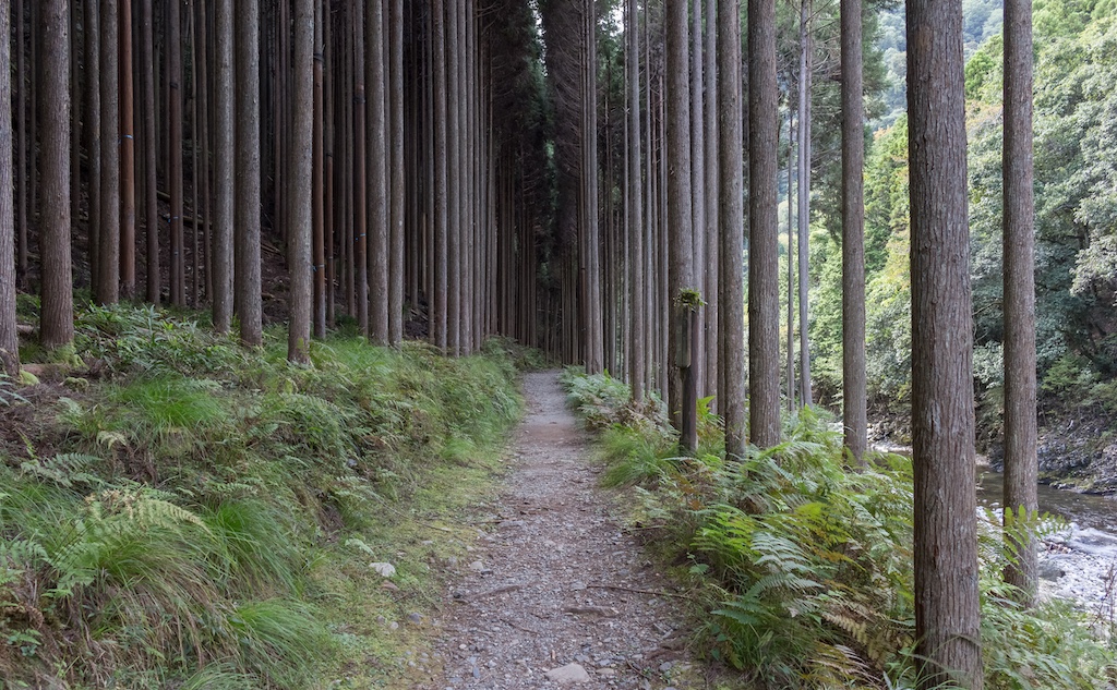 人工林のメリット・デメリット