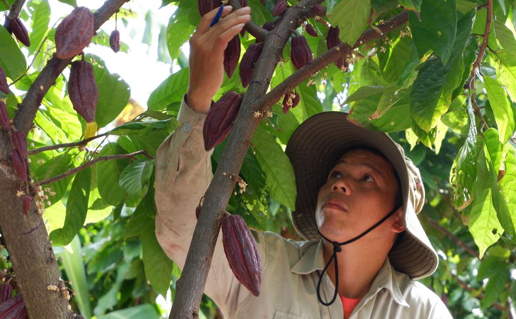 カカオの木　ベトナム