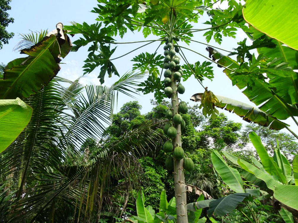 アグロフォレストリー｜株式会社明治