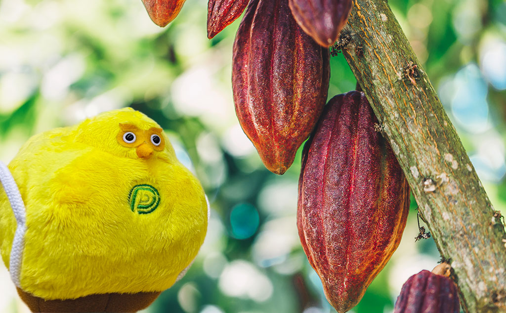 カカオの木とオフクロサマ