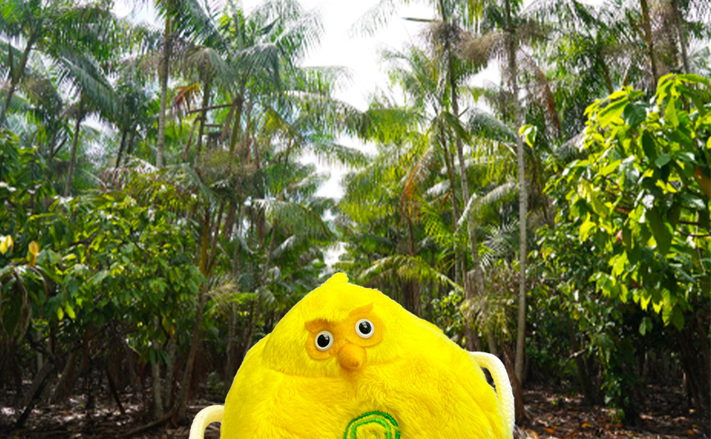 明治のアグロフォレストリーとオフクロサマ