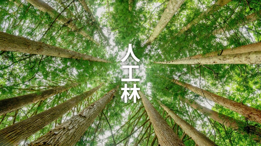 人工林の働きとは？メリットとデメリットを簡単に解説