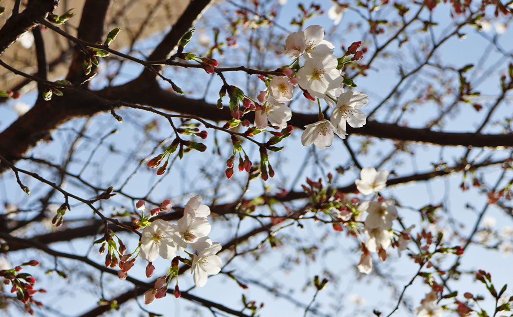 グリーンバード日本橋チーム活動中の桜