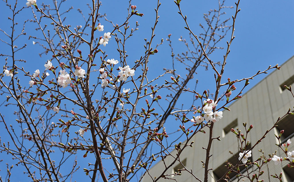 グリーンバード日本橋チーム活動中の桜