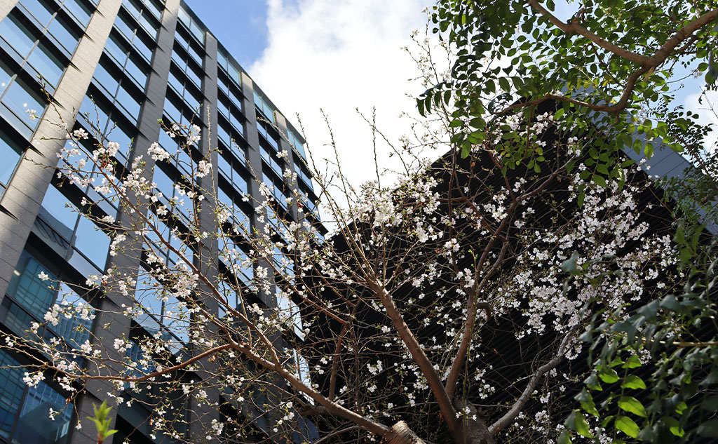 グリーンバード日本橋チーム活動中の桜