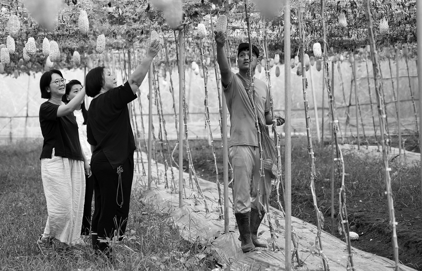 光合成菌や微生物の使い方、作物の生育状況を話し合う大武山チームと苦瓜チーム。