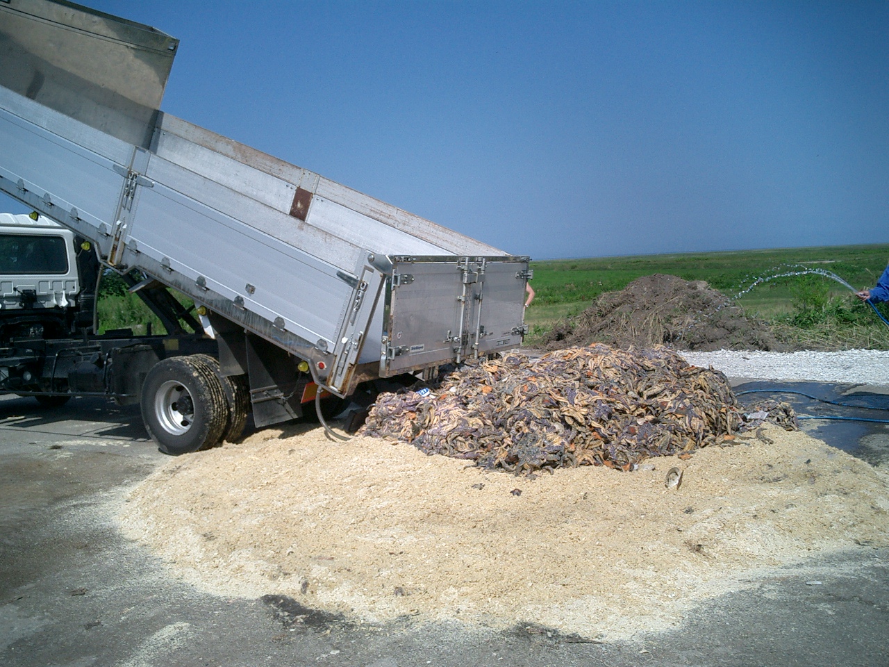 ホタテを食い荒らす大量ヒトデの水揚げ