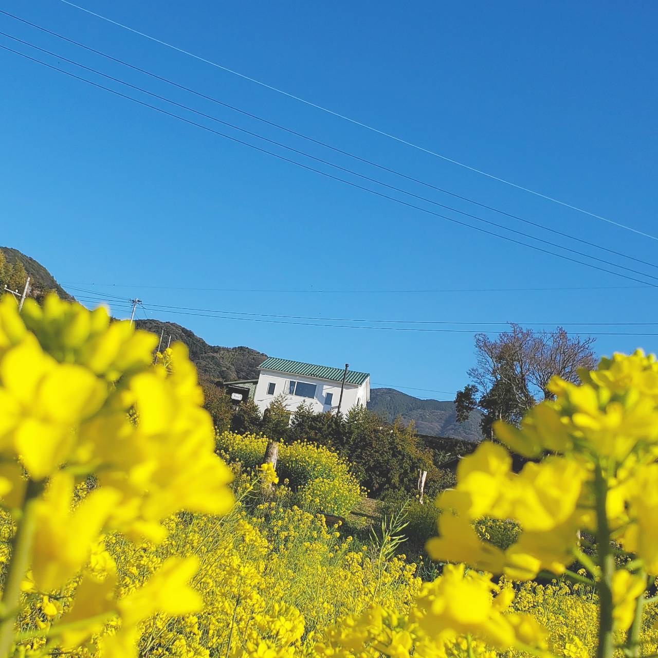 遊休地を菜の花畑へ再生。奥側の建物が弊社店舗
