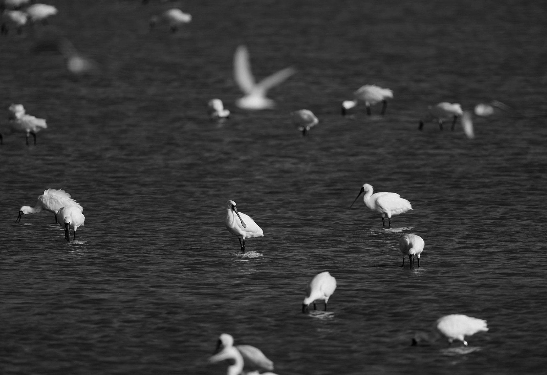 台湾に渡来して越冬するクロツラヘラサギ。