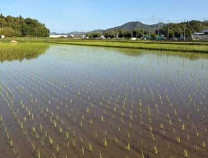 Green Days Japan、丹波篠山市でネオジャパン社員・家族による田植え体験を実施