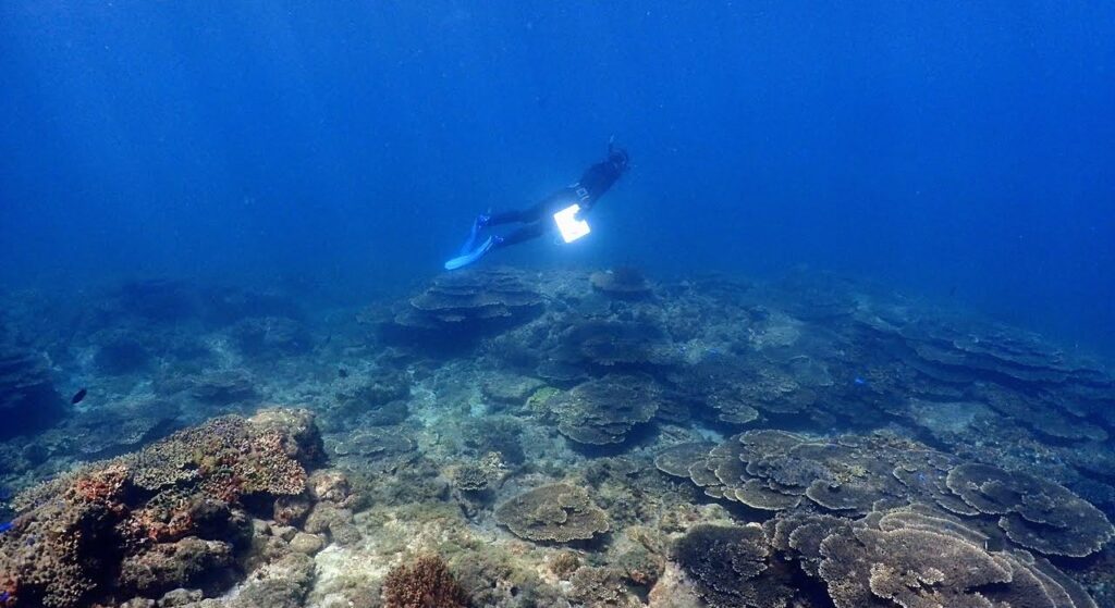 海洋生物多様性マップの「成熟度」を新指標で数値化