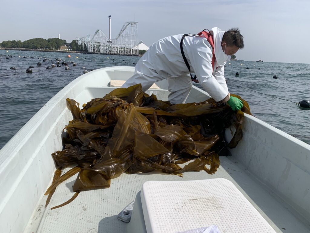 養殖した昆布を海から引き上げる