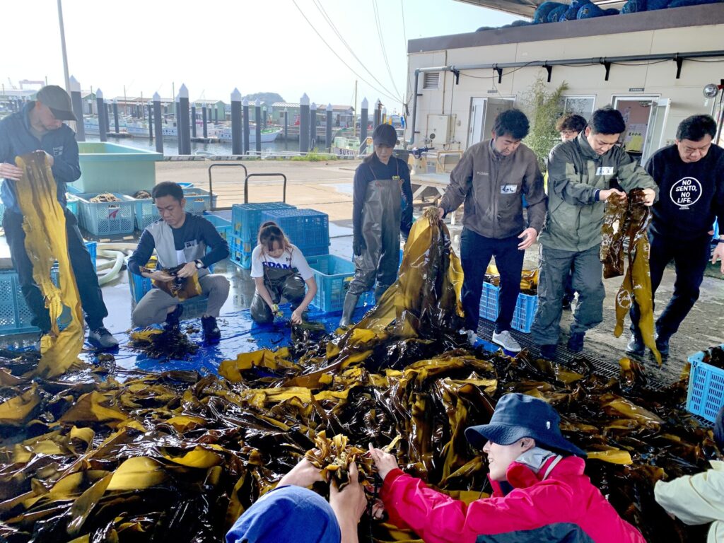 昆布の収穫イベント
