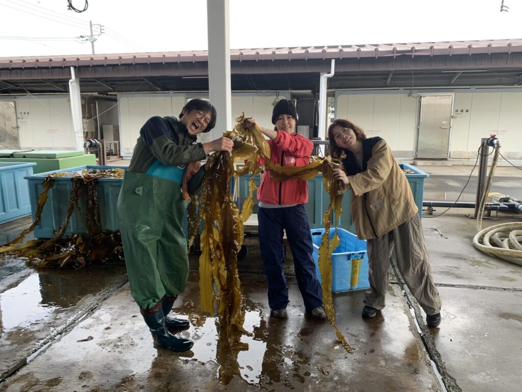 育った昆布を持ち上げる